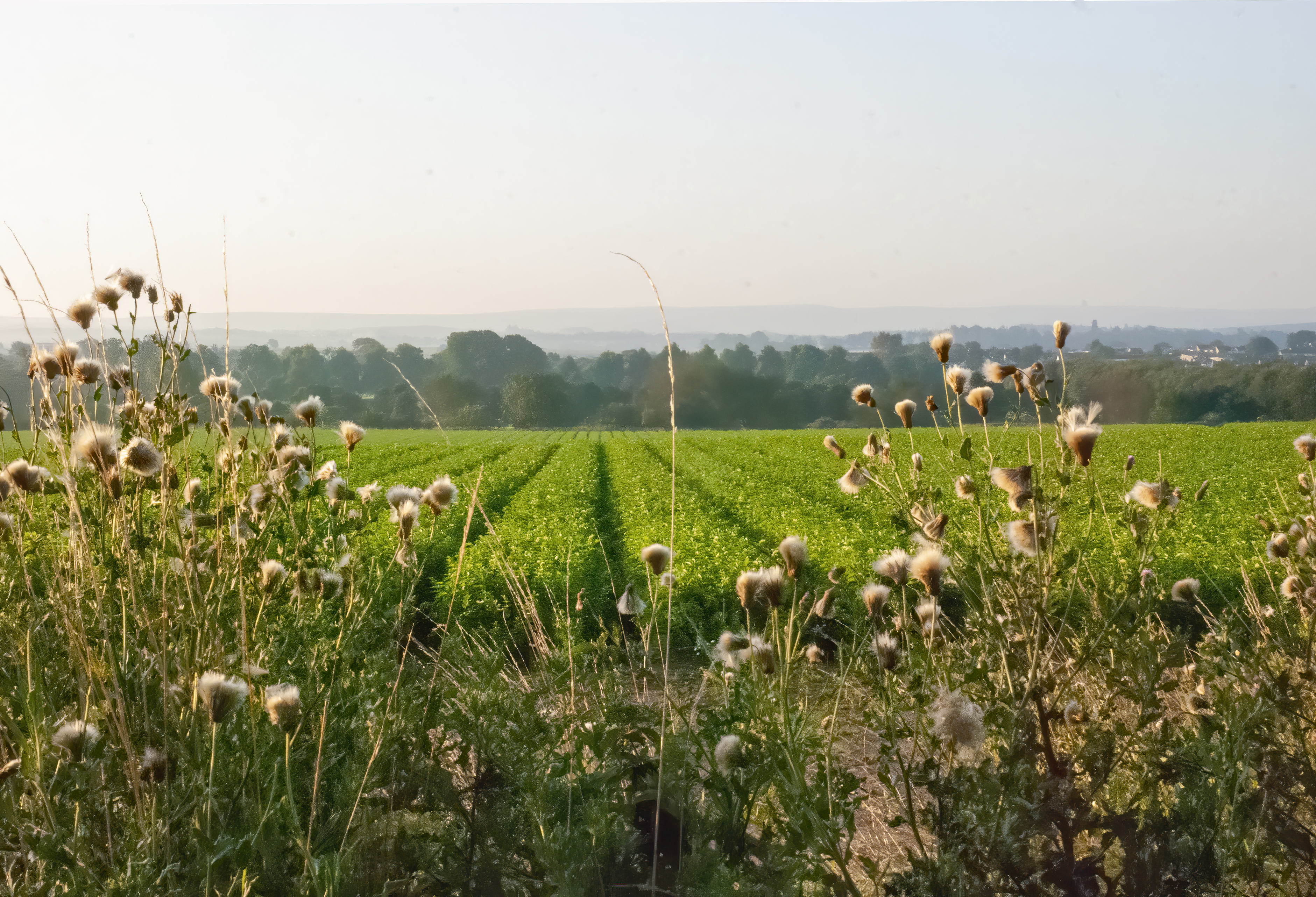 Mid Day - Weeds grow high in the immediate foreground. Again the field is green.