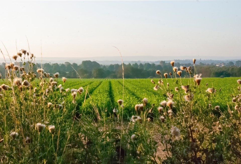 Mid Day - Weeds grow high in the immediate foreground. Again the field is green.