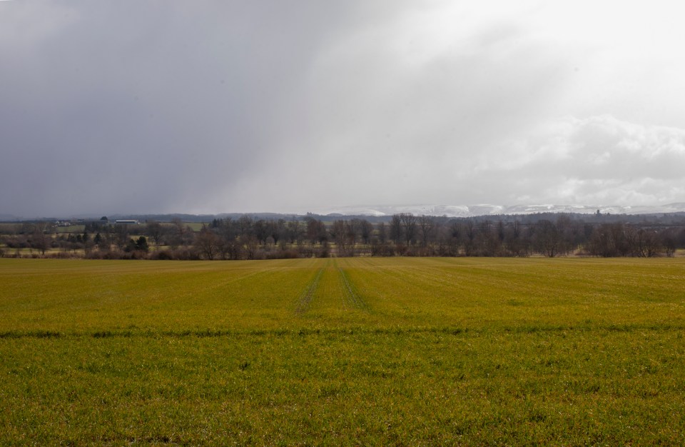 Green field. A field which after being ploughed has been left fallow to grow weeds through the winter period.