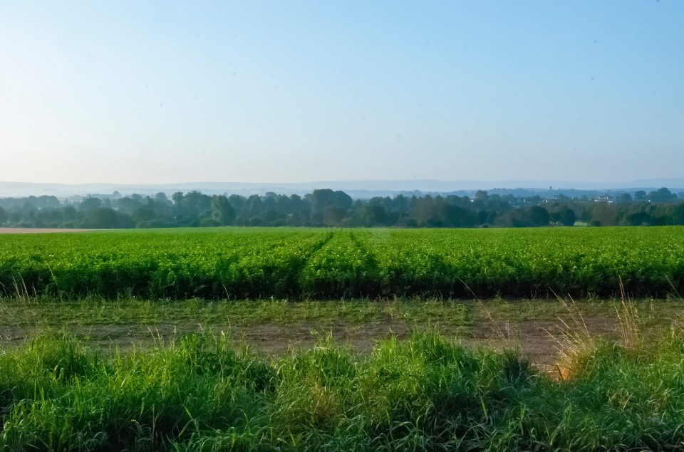 Mid Morning - Grows are green. Under a blue sky a green field of crops