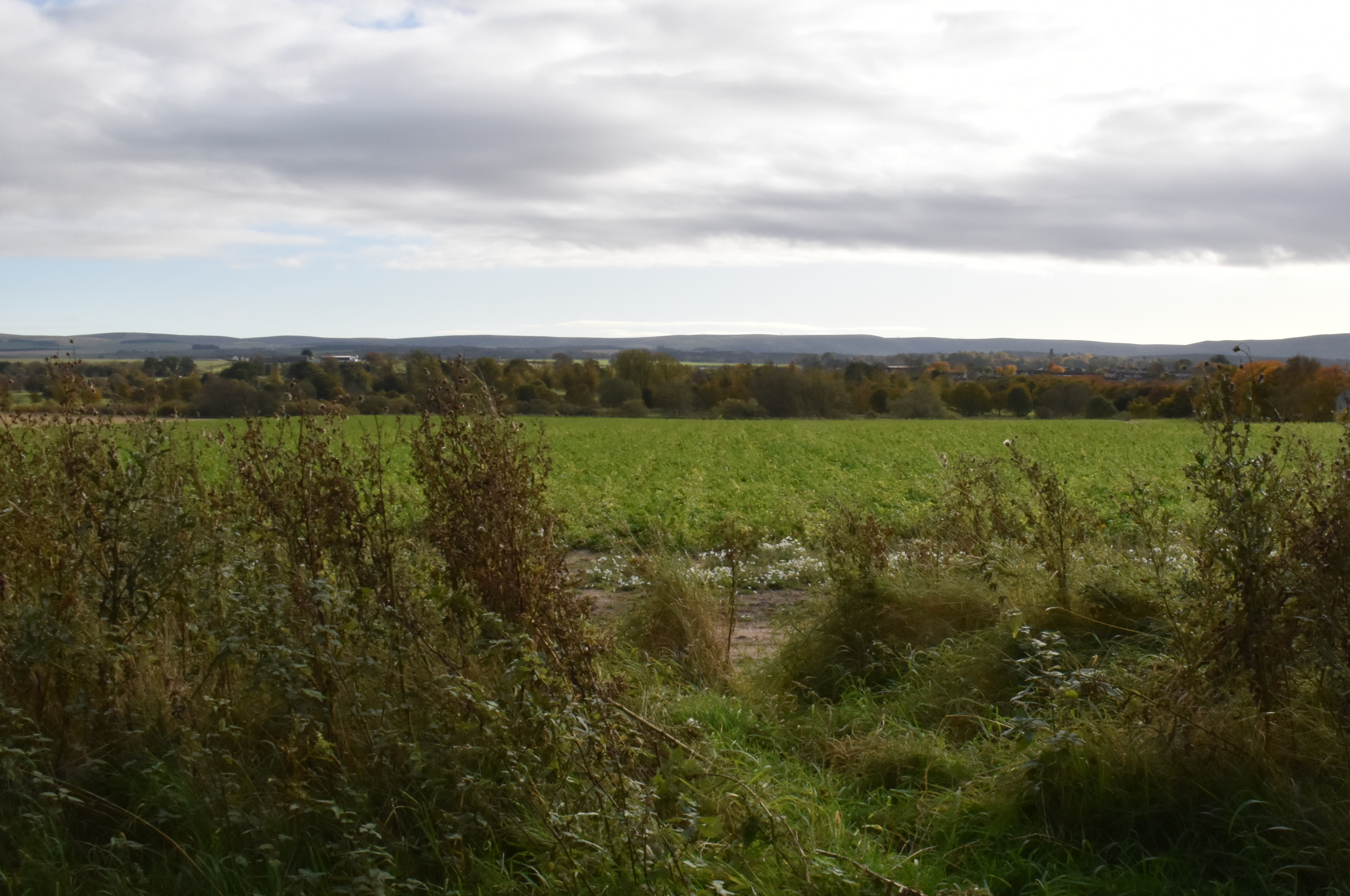 Mid day - Weeds start to die back. The field however stays green awaiting the harvest which will be in winter.