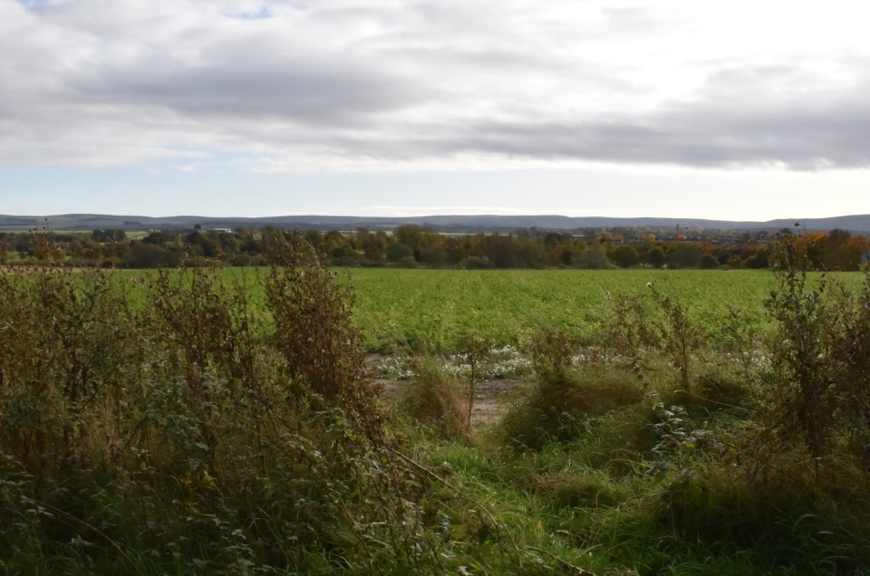 Mid day - Weeds start to die back. The field however stays green awaiting the harvest which will be in winter.